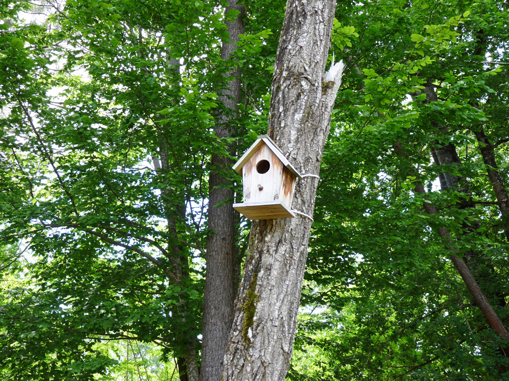 Nichoir à oiseaux bois de Saint-Astier