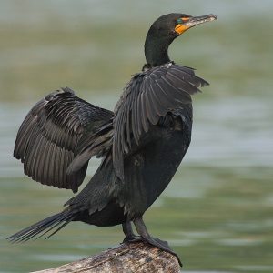 oiseaux-riviere-st-astier