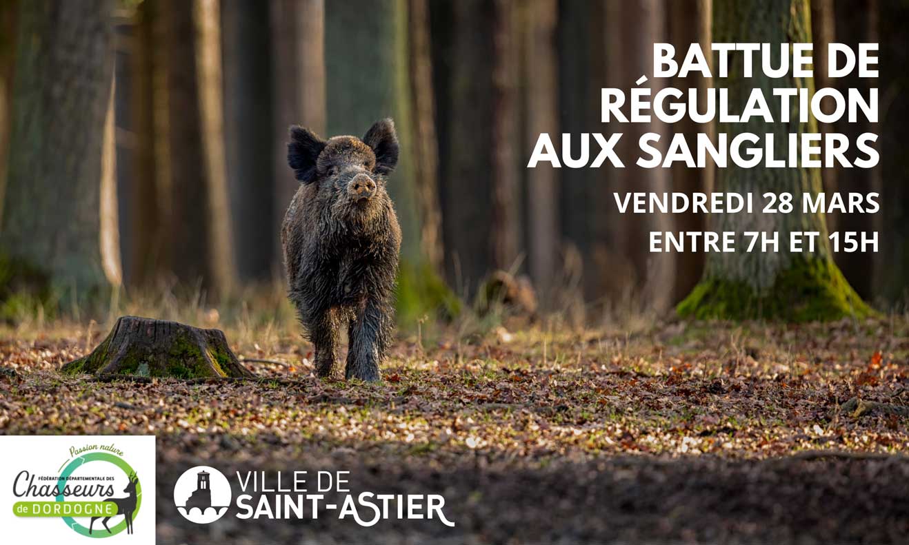 battue-sangliers mars